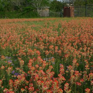 Texas Wildflowers 2010